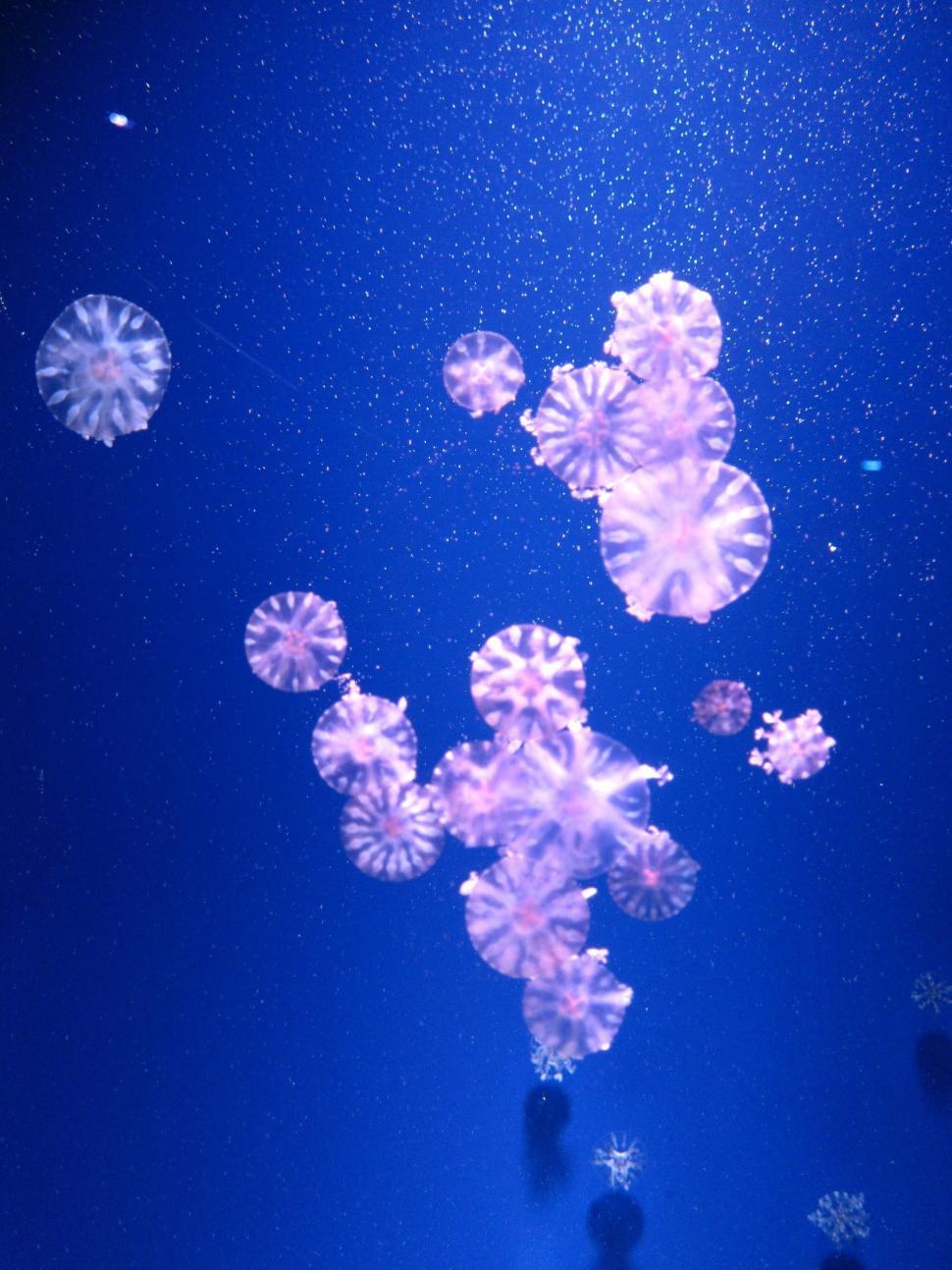 Free Image of Pink Jellyfishes  