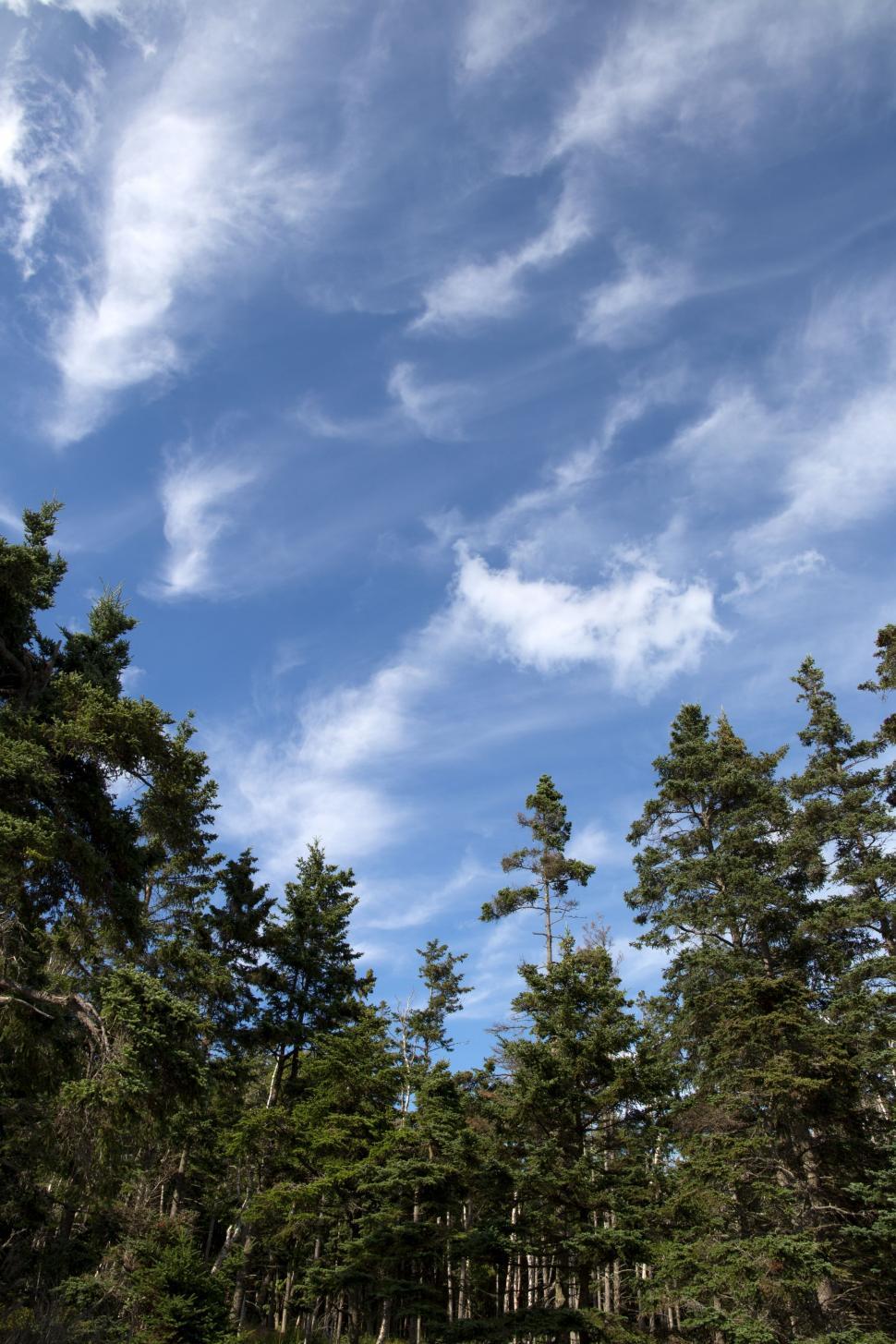 Free Image of Trees and Sky  