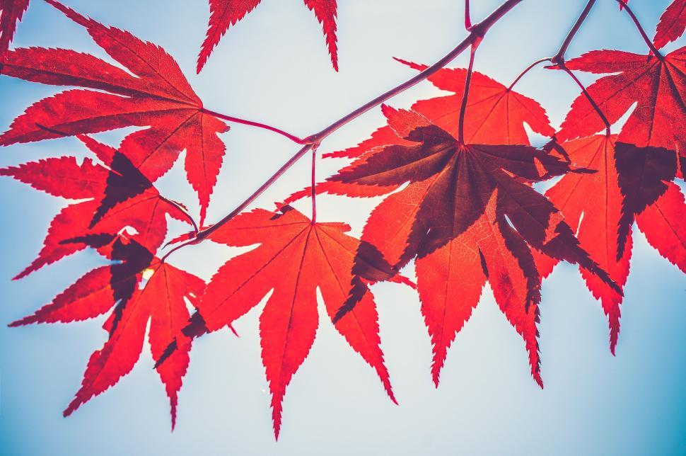 Free Image of Maple Leaves and Blue Sky  