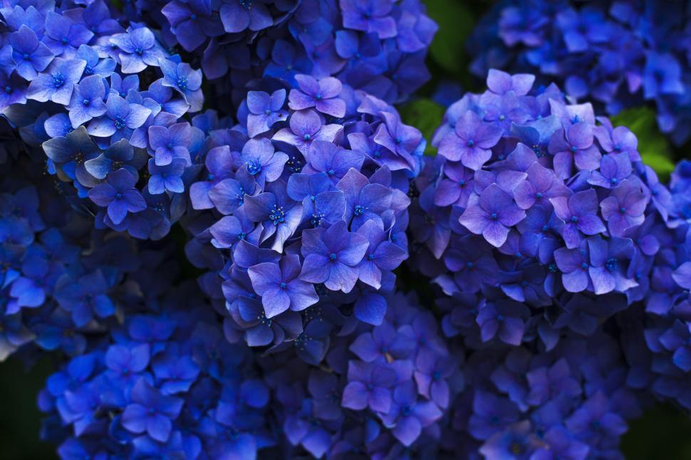 Free Image of Cluster of Hydrangea Flowers  