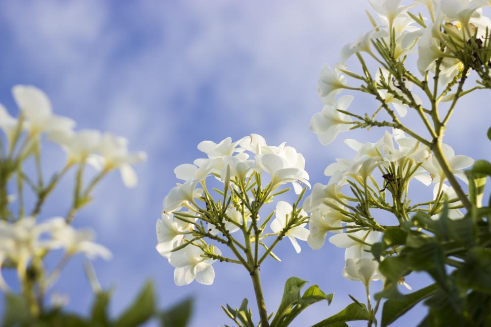 Free Image of Cluster of White Flowers  