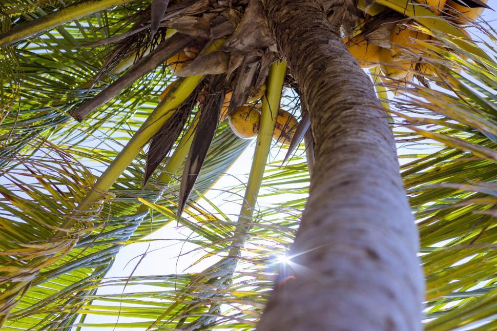 Free Image of Coconut Tree From Below  