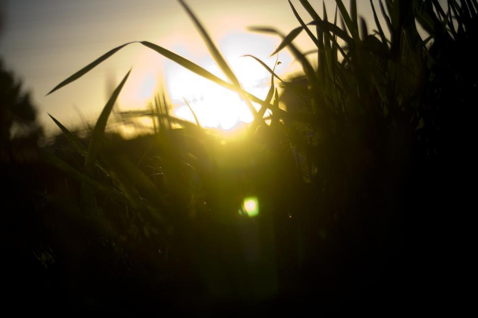 Free Image of Sun and Grass 