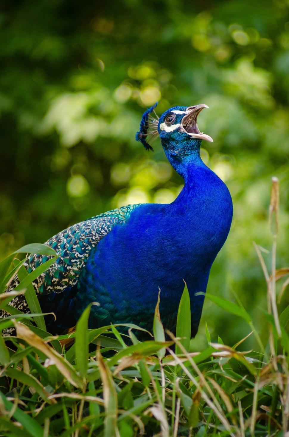 Free Image of Peacock Profile  