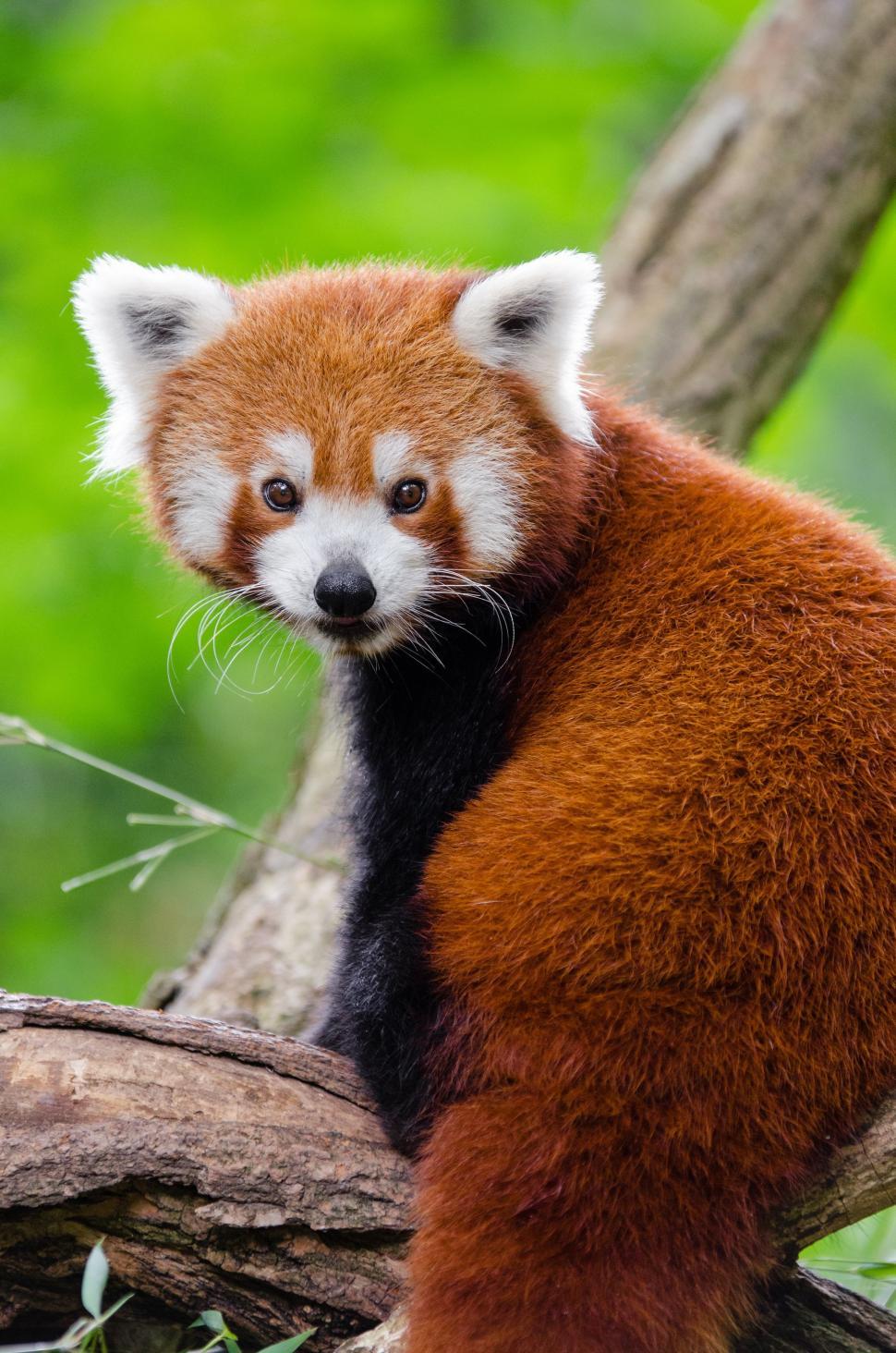Free Image of Red panda 