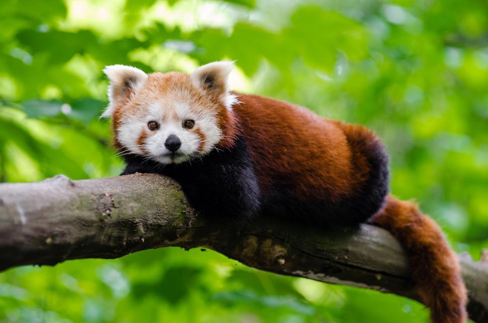 Free Image of Red Panda in the forest  