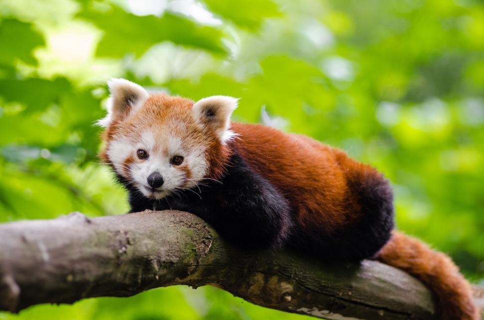 Free Image of Red Panda on Tree  