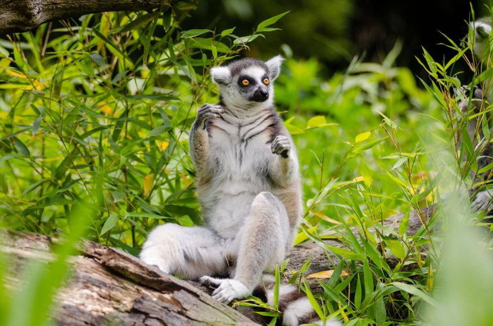 Free Image of Lemur and Grass  