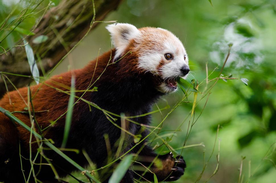 Free Image of Red Panda with Mouth Open  
