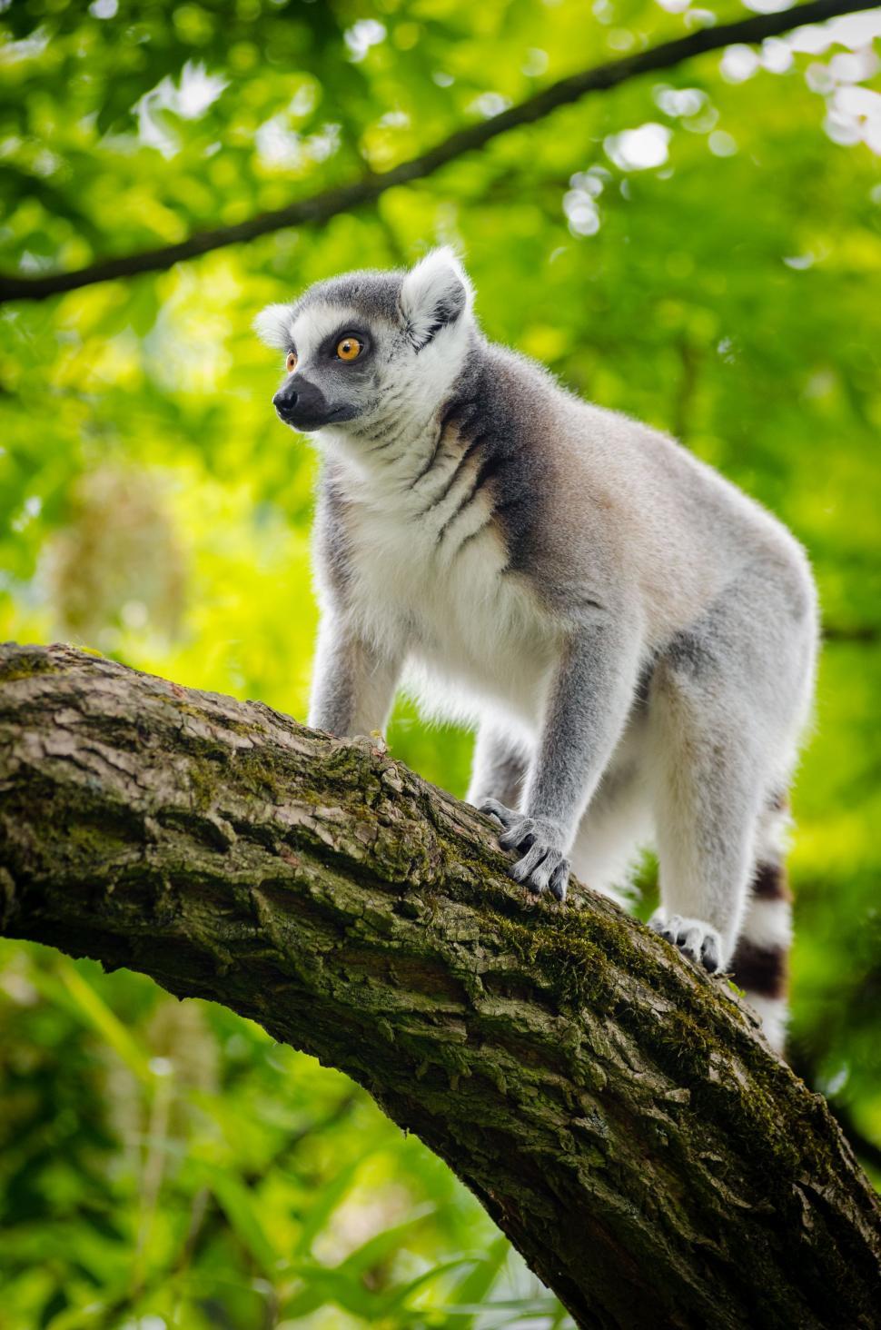 Free Image of Lemur on Tree  