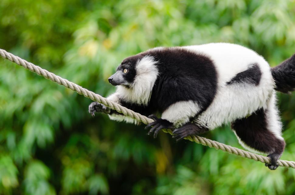 Free Image of Ruffed lemur 