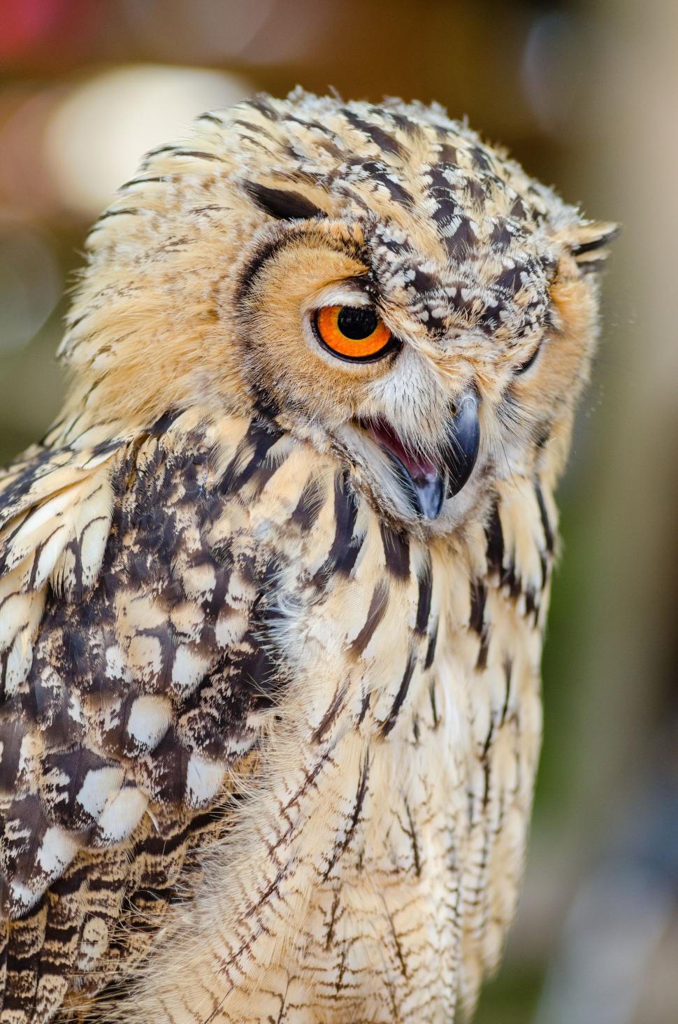 Free Image of Bubo owl 