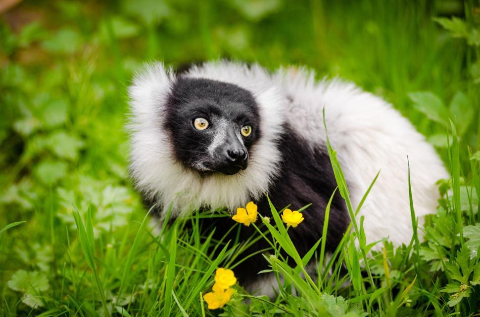 Free Image of Ruffed lemur and yellow flowers  