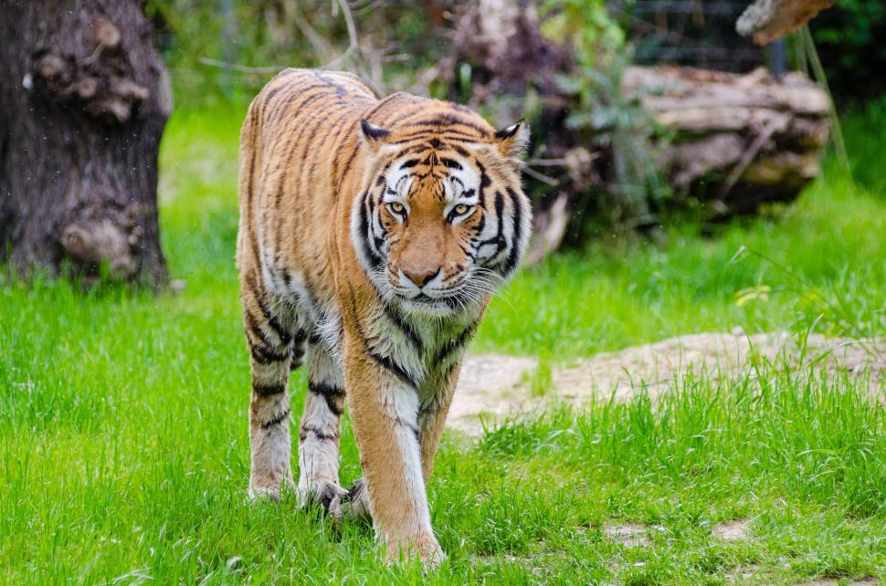 Free Image of Tiger on Green Grass  
