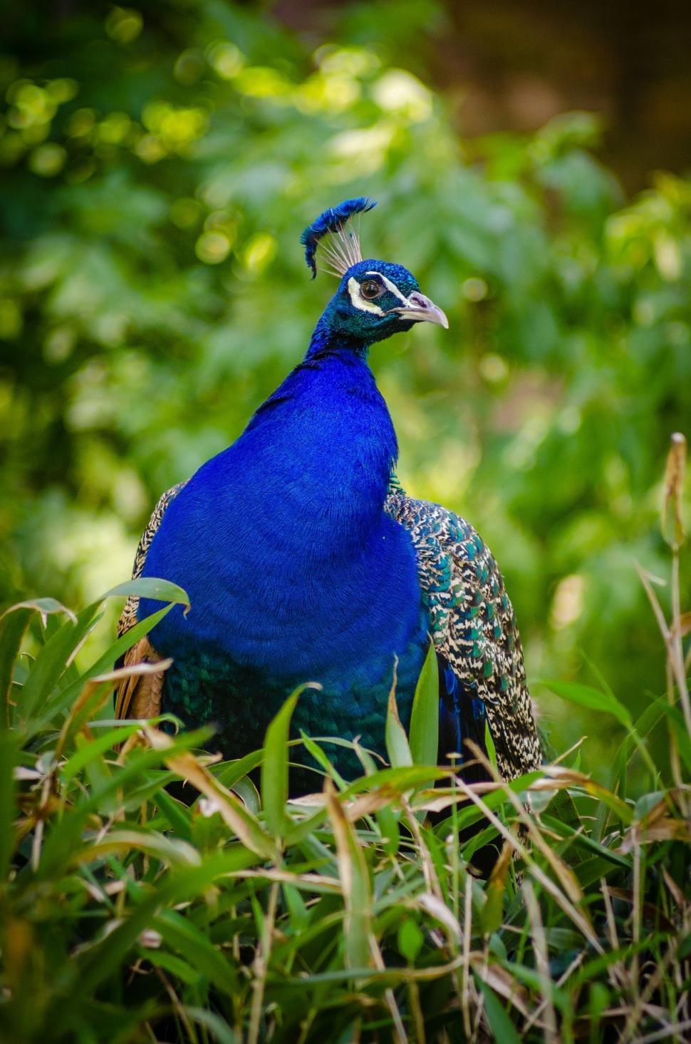 Free Image of Peacock and green grass 