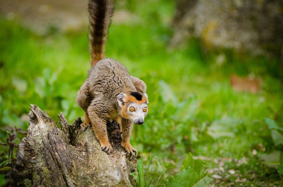 Free Image of Mongoose lemur 