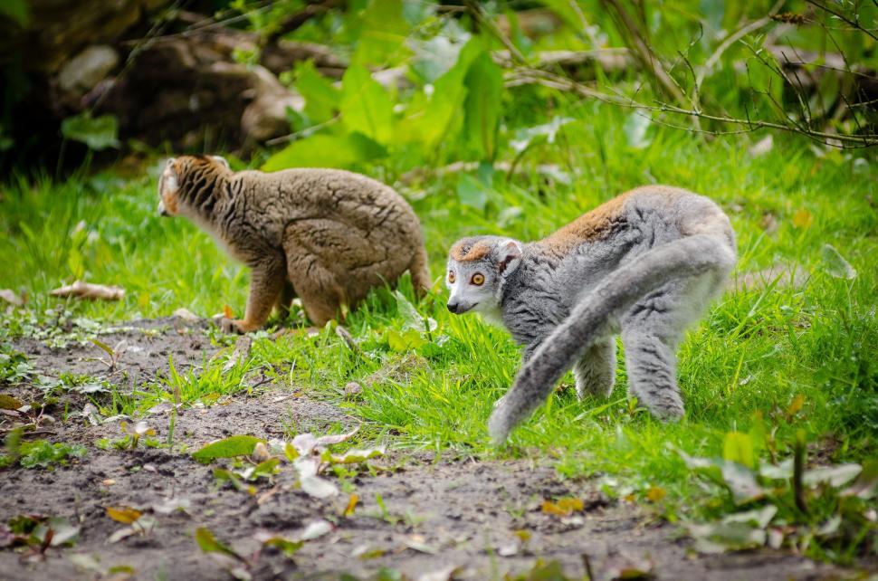 Free Image of Mongoose Lemurs  