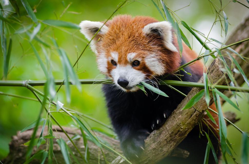Free Image of Red Panda and leaves 