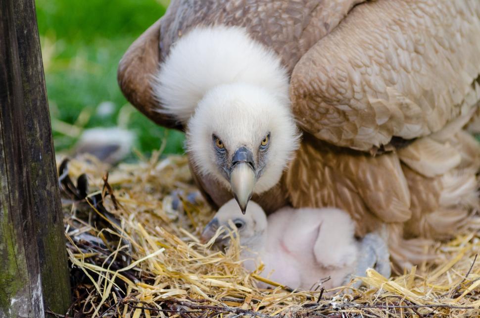 Free Image of Mother and Baby Vulture  