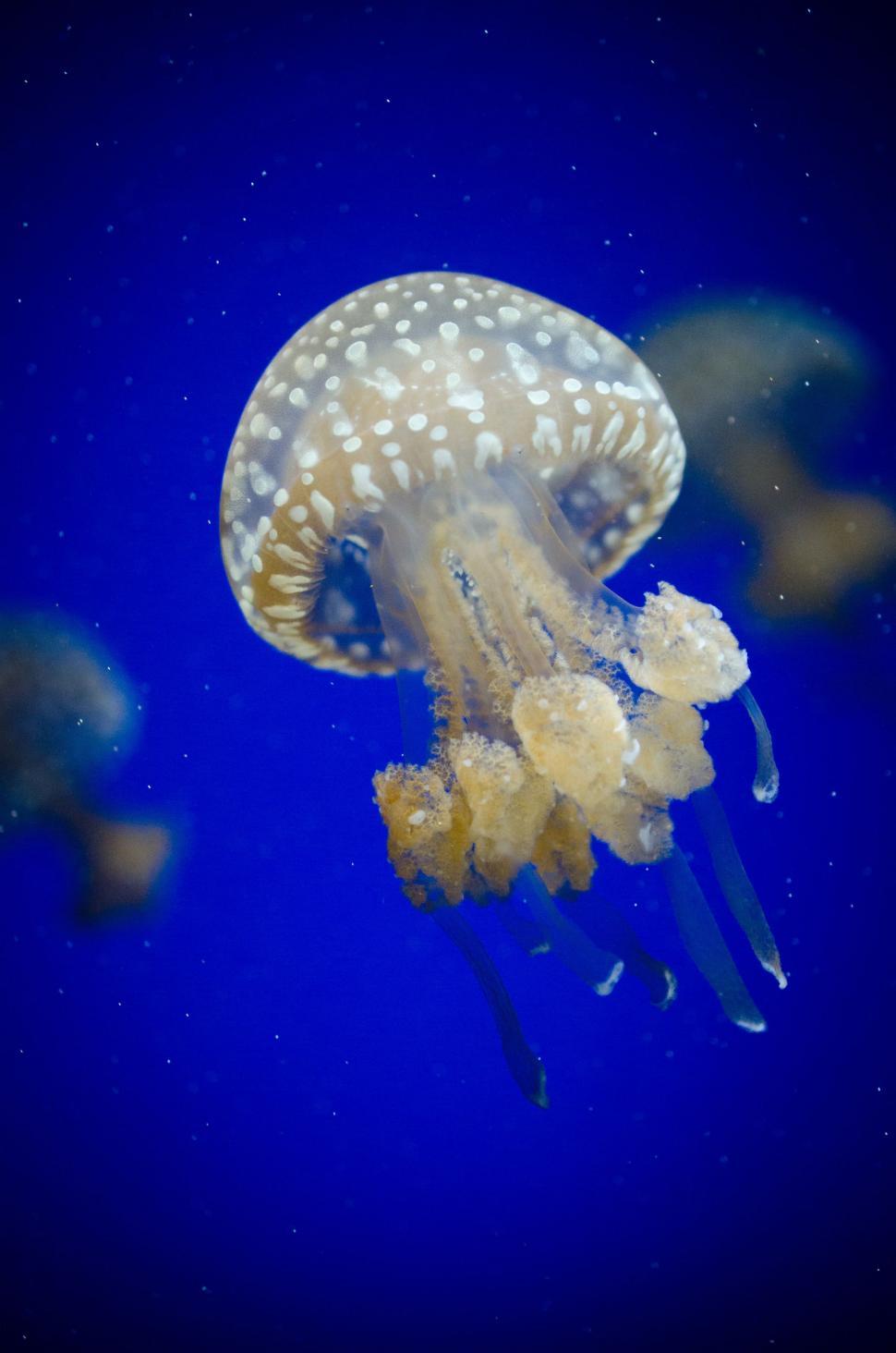 Free Image of White Spotted Jellyfish 