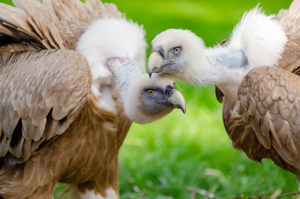 Free Image of Two Vultures  