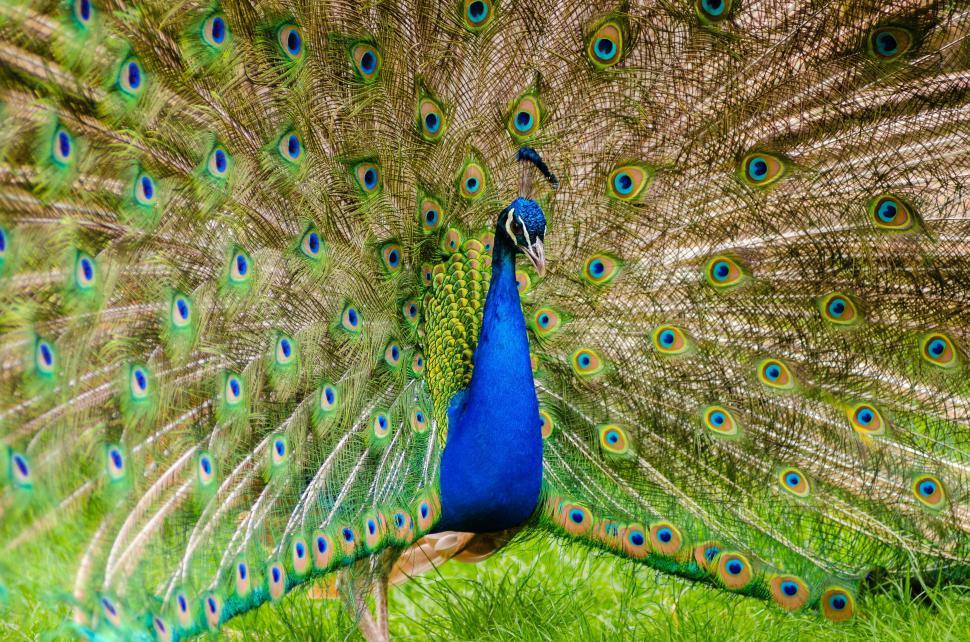 Free Image of Peacock plumage 