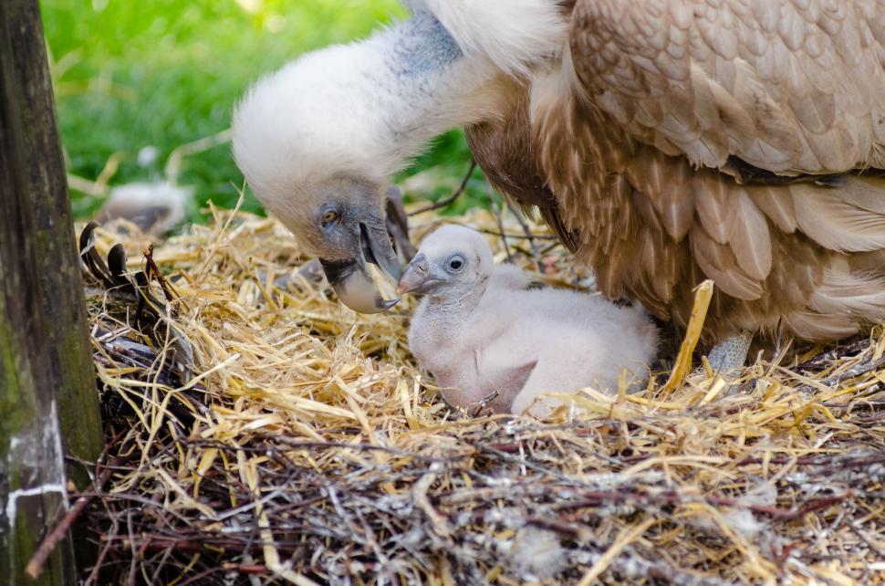 Free Image of Baby Griffon vulture in nest  