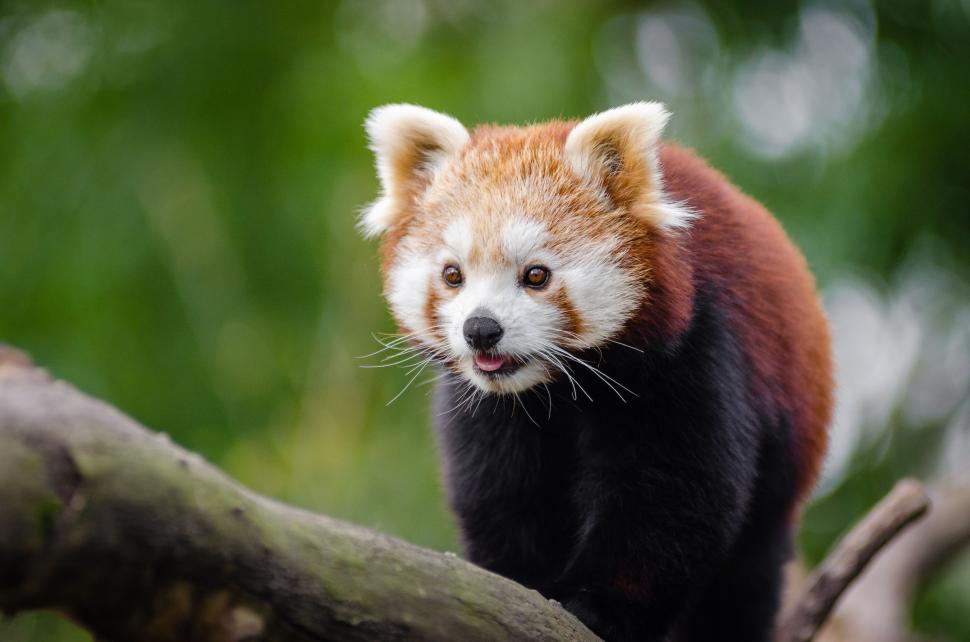 Free Image of Front View of Red Panda  