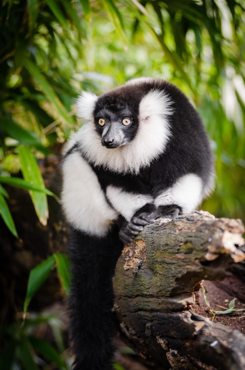 Free Image of Ruffed lemur on tree  