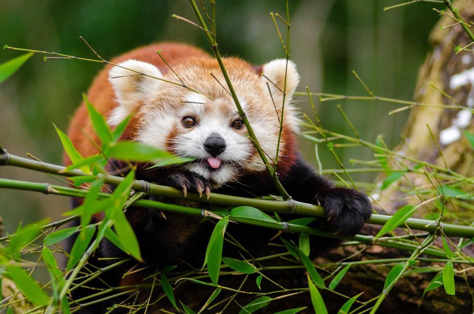 Free Image of Red Panda with tongue out 