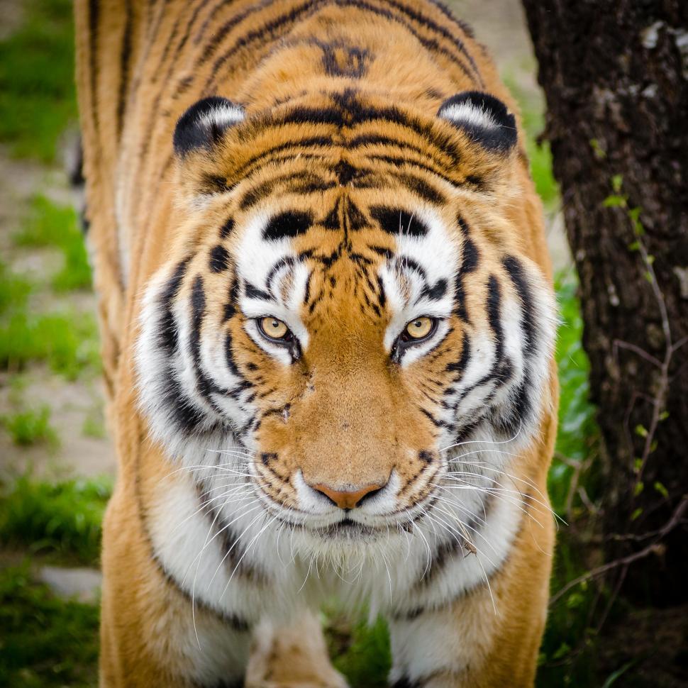 Free Image of Siberian Tiger 