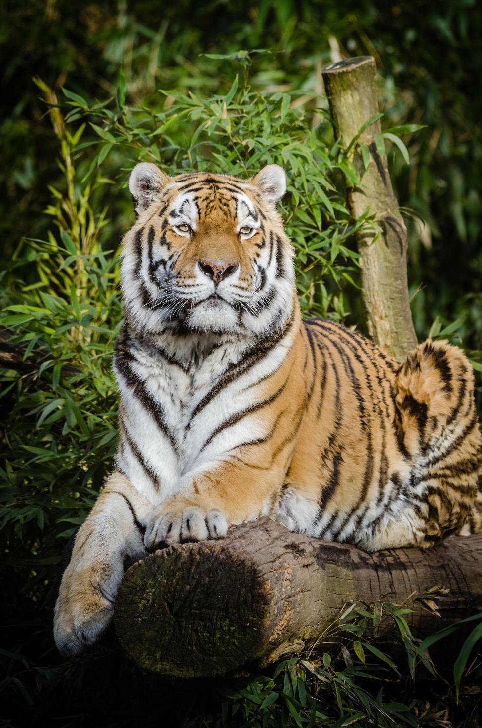 Free Image of Tiger on tree trunk  