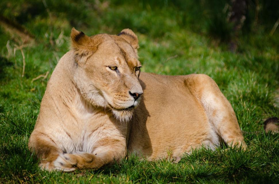 Free Image of Single Lioness  