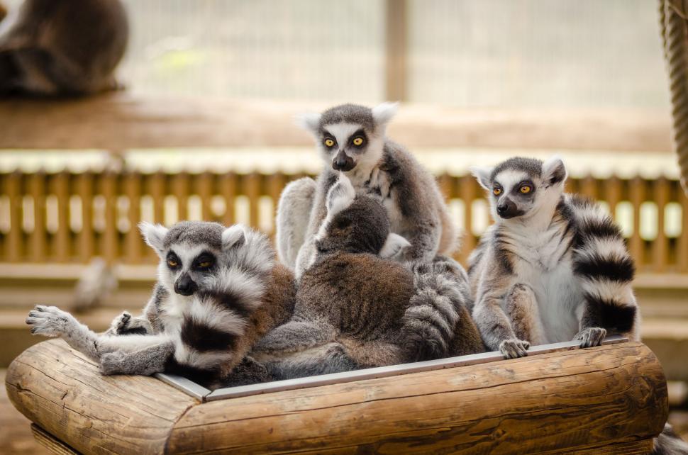 Free Image of Ring-tailed lemurs 