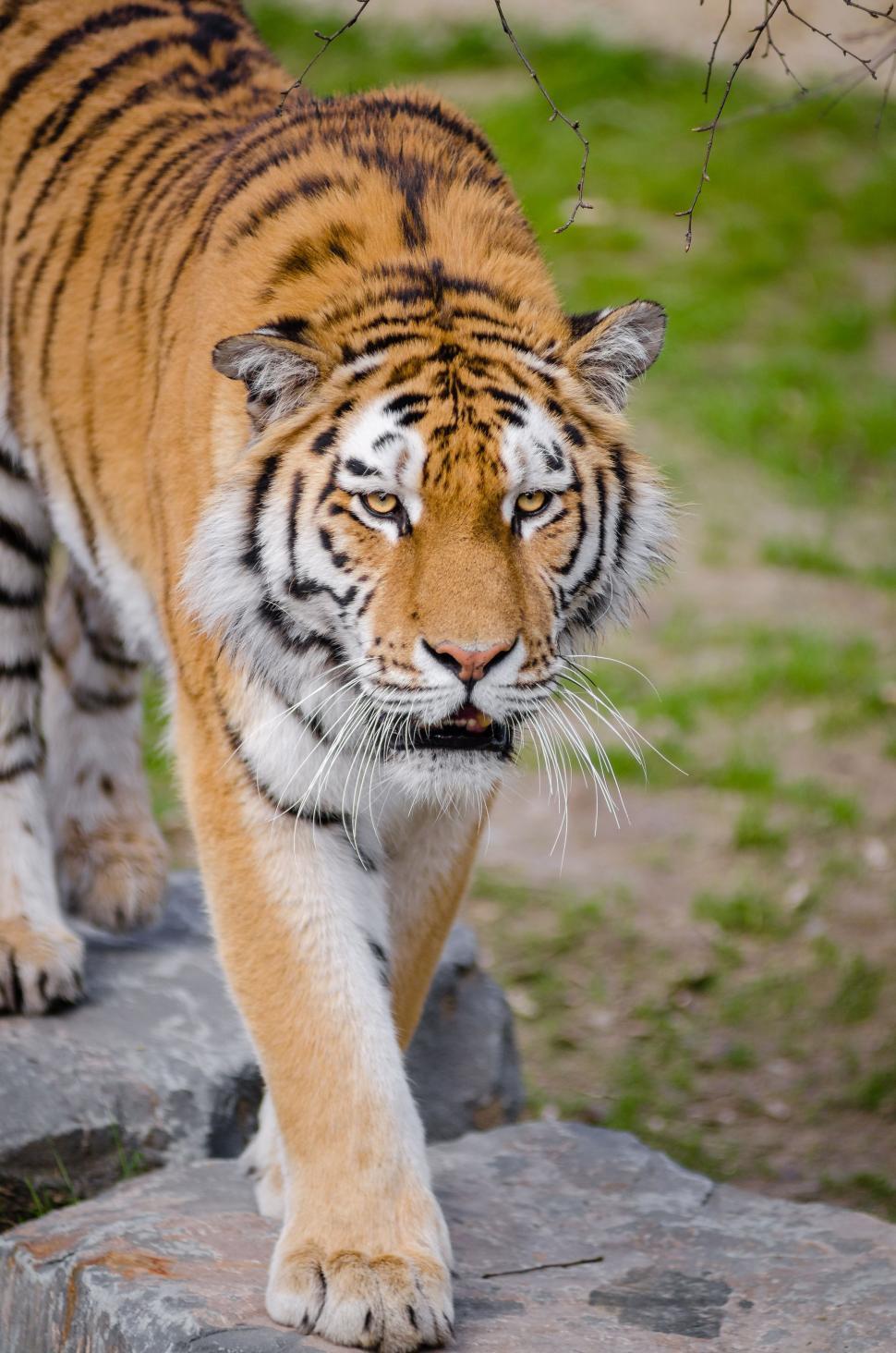 Free Image of Walking Tiger  