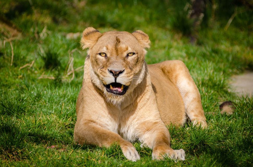 Free Image of Lioness - Eye Contact  