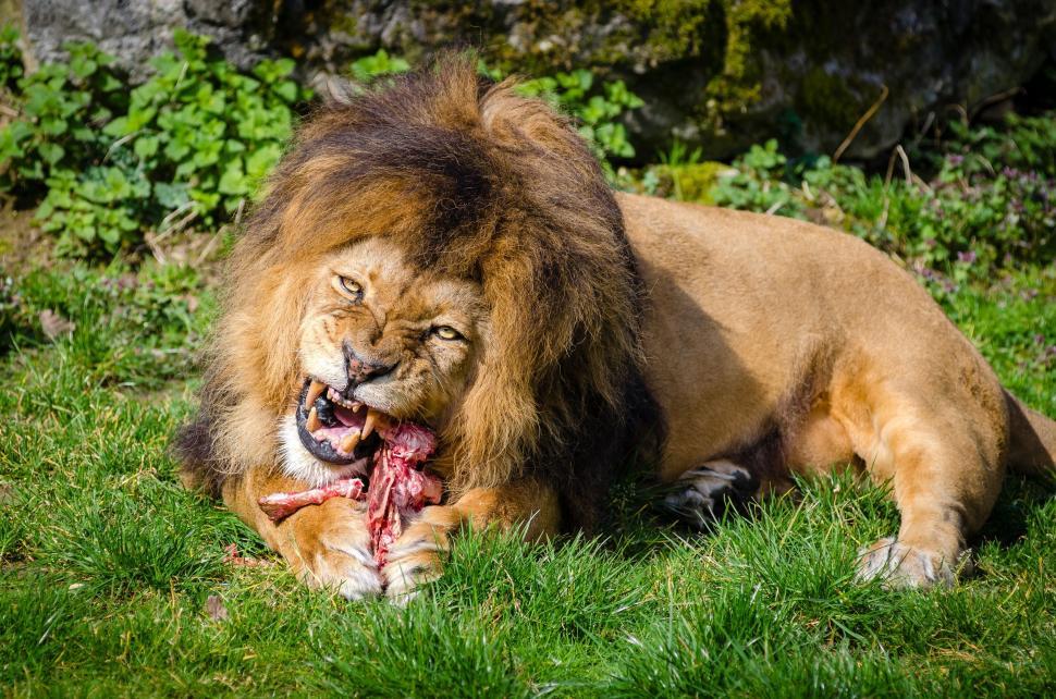 Free Image of Lion eating its prey 