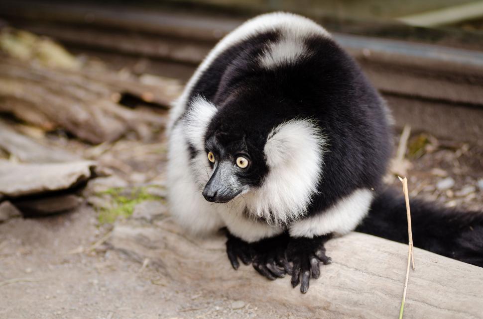 Free Image of Black-and-white ruffed lemur 