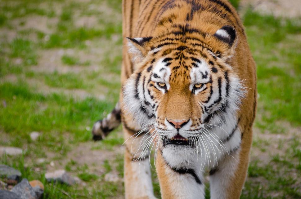 Free Image of Tiger - looking at camera  