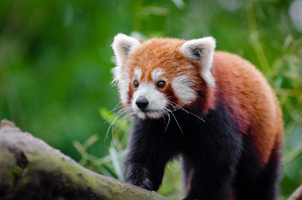 Free Image of Red Panda in forest  