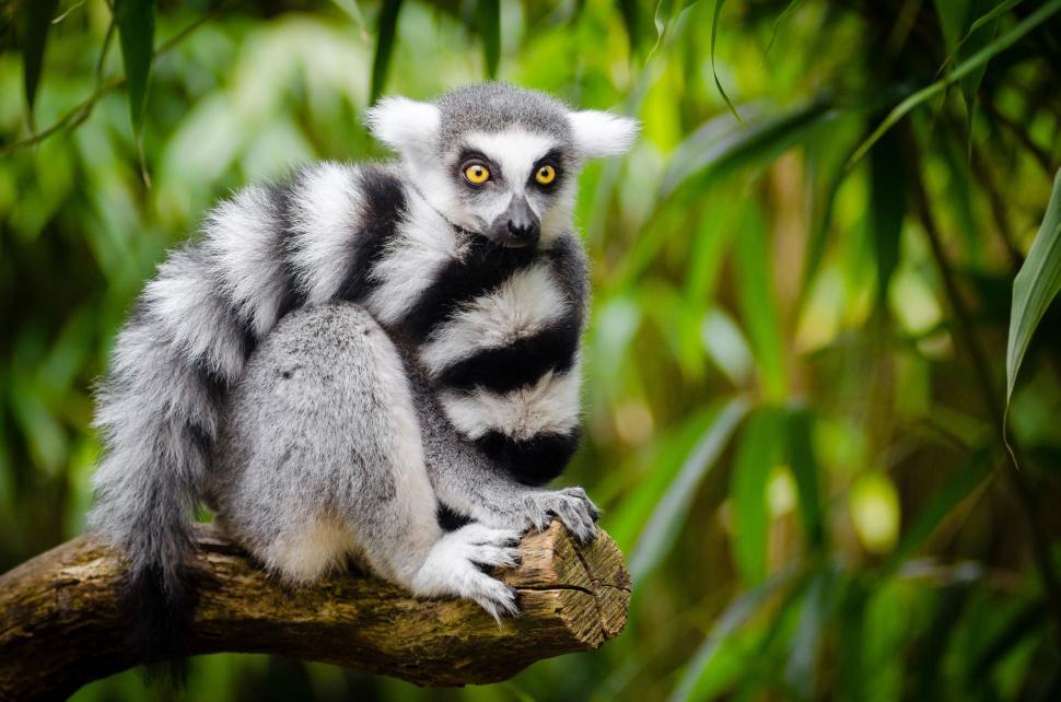 Free Image of Ring-tailed lemur on tree trunk  