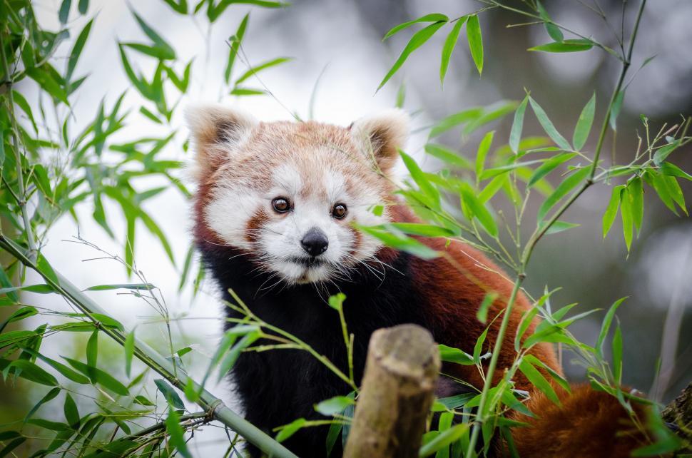 Free Image of Red Panda - Looking away  