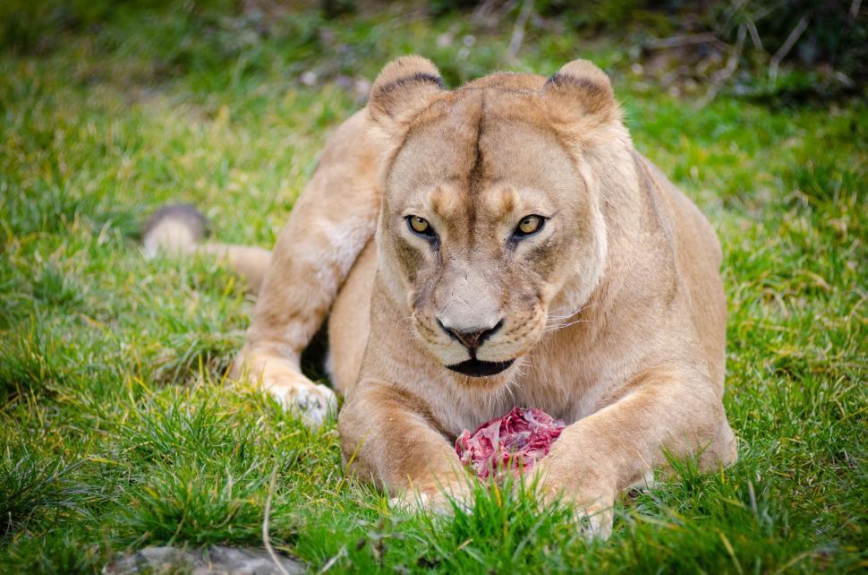 Free Image of Lioness with its prey  