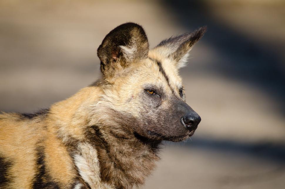 Free Image of African wild dog - Head  