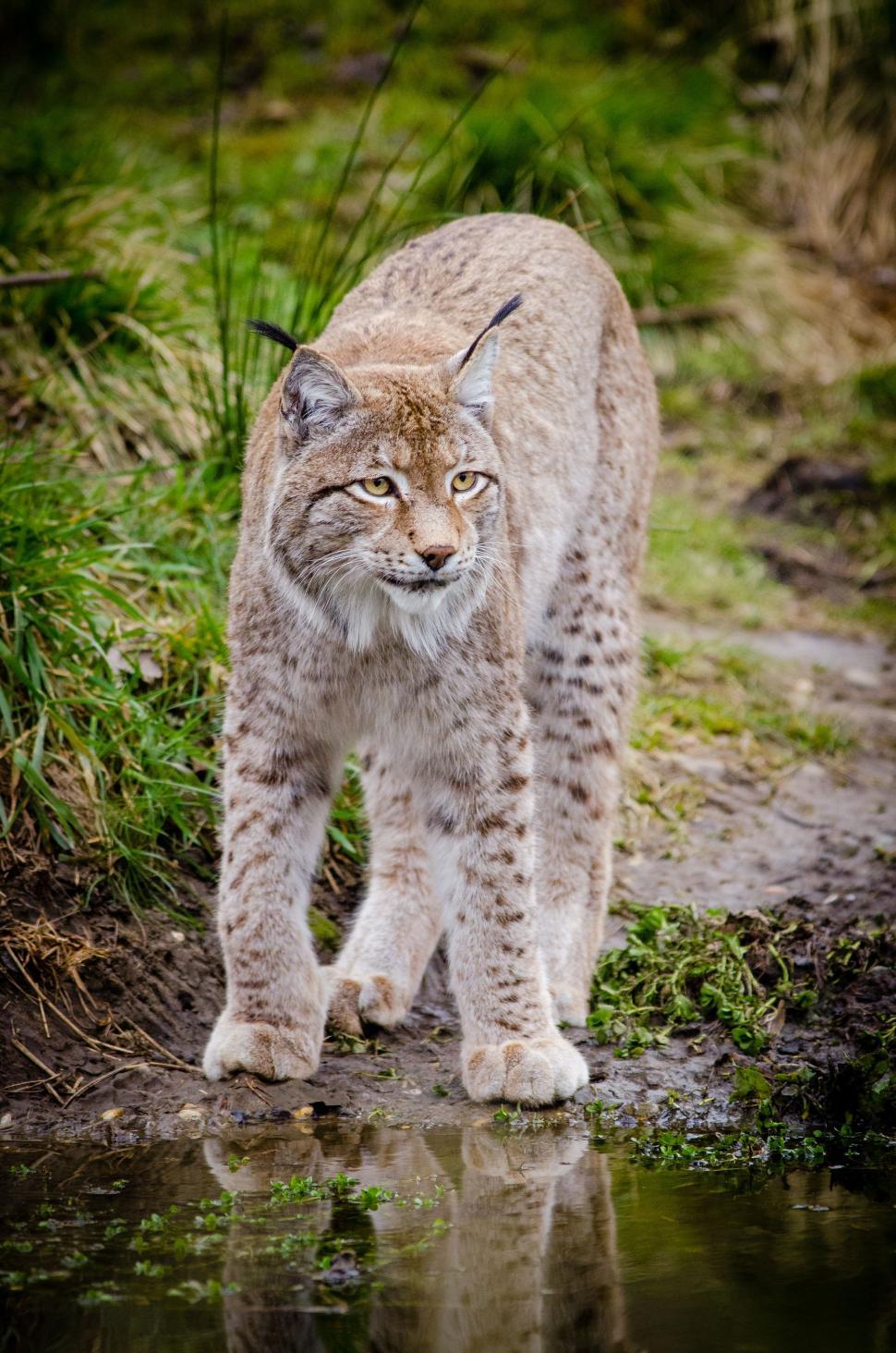 Free Image of Lynx (Animal)  