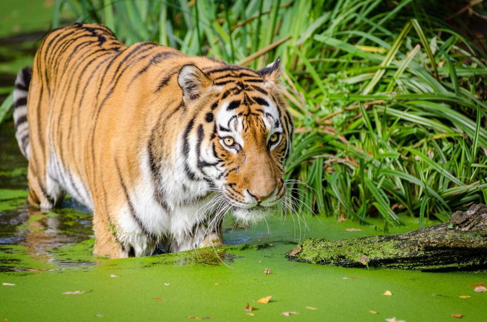 Free Image of Tiger in Green Pond  