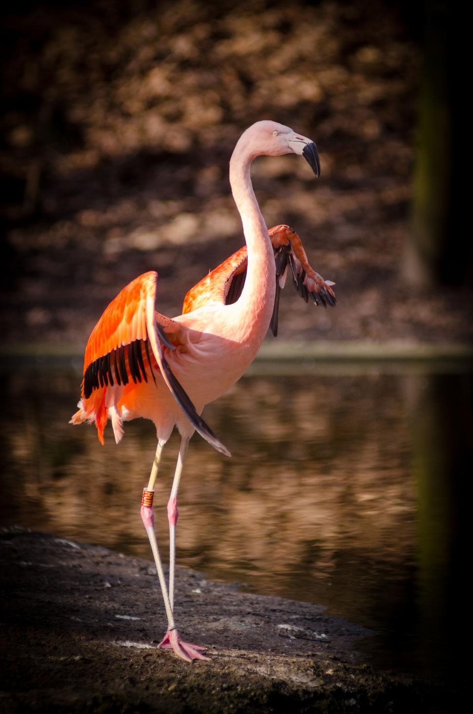 Free Image of Orange Flamingo with open wings  
