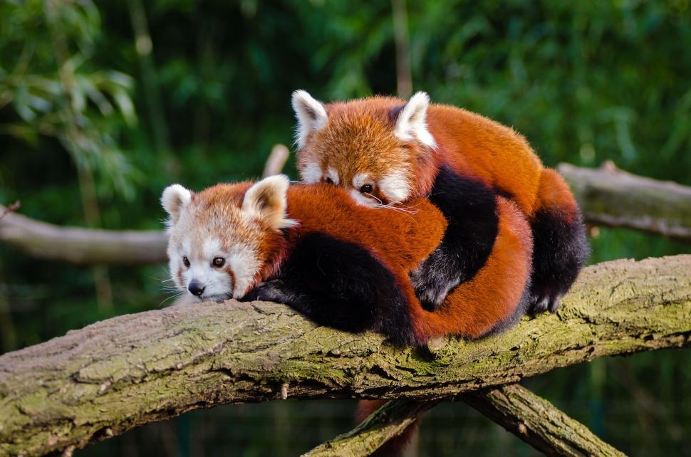 Free Image of Two Red panda 