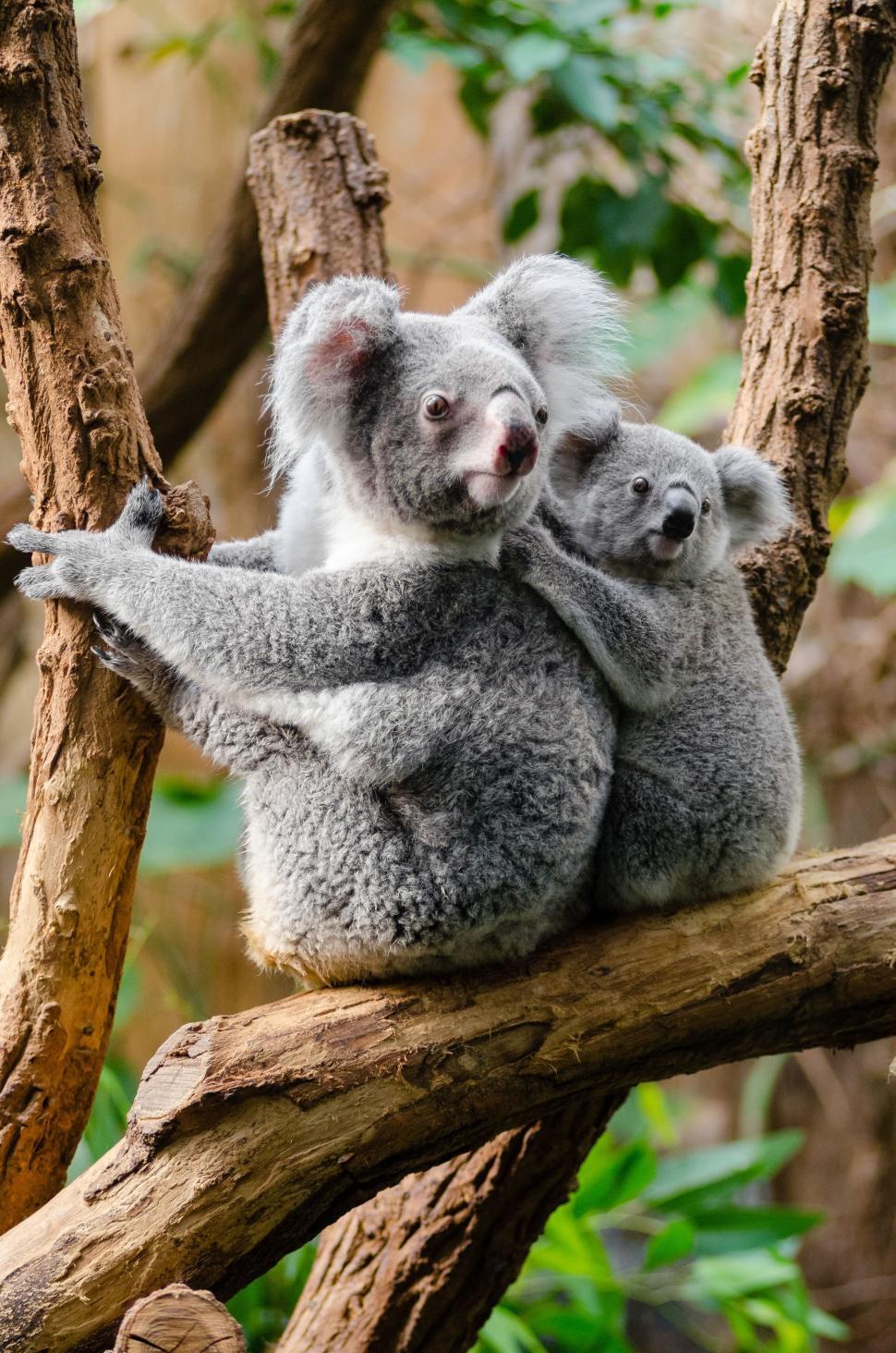 Free Image of Koala Bear with her baby 