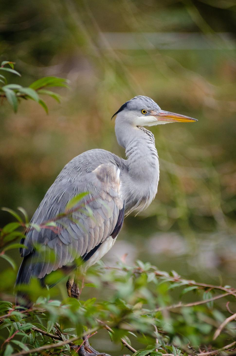 Free Image of Grey heron and green leaves  